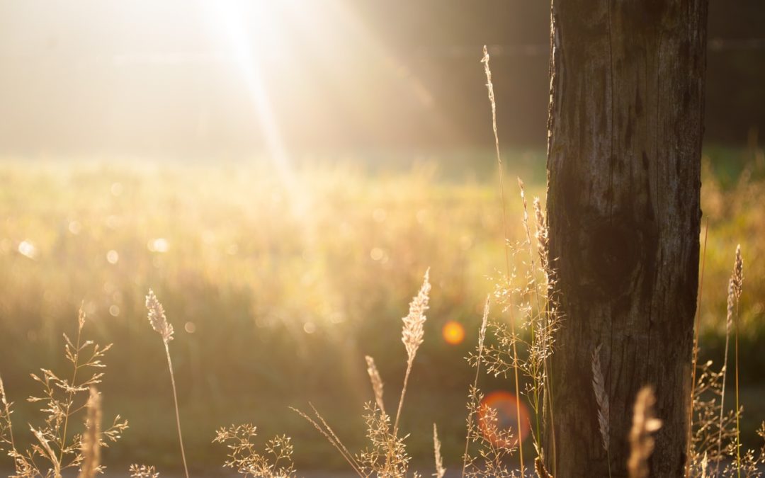 The bright side of Covid-19