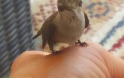 Heavenly Hummingbirds