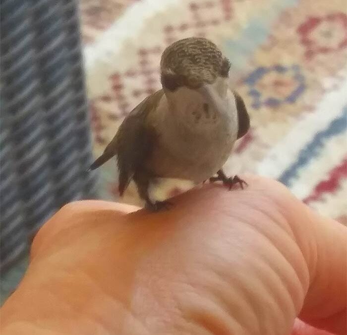 Heavenly Hummingbirds
