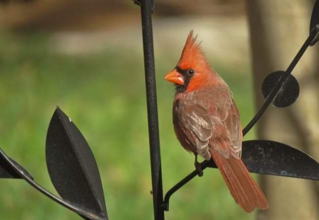 The Cardinal Visit