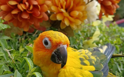 You are my Sunshine ~ My only Sunshine!🦜