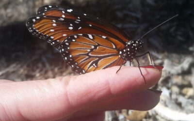 Great ful~ Eight Dean Blixt